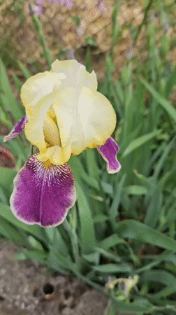 Spring blooms and wildlife captured in Blagoevgrad garden