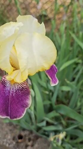 Spring blooms and wildlife captured in Blagoevgrad garden