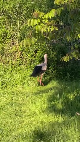 The video shows a stork in a grassy field. The stork has a white body with black markings on its wings, a long neck, and long red legs. It is standing near some trees and bushes. The grass is green and tall. The sun is shining, and there are some shadows on the grass.