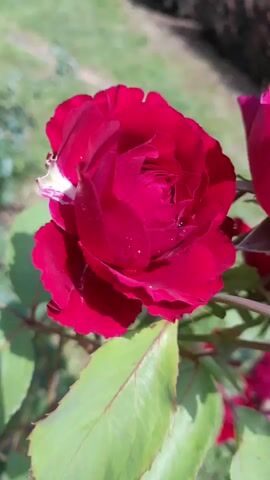 This is a close-up, upward-facing shot of a vibrant red rose in bloom. The rose has many petals, tightly packed in the center and opening outwards. There are a few water droplets visible on the petals, suggesting recent dew or rain. The rose is on a stem with several green leaves, some of which are partially blurred in the background. The lighting indicates it is daytime, with sunlight highlighting the flower's texture and color. The background is out of focus, showing hints of other green foliage and possibly a hint of brown earth. No people or animals are present.