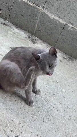 The video shows a gray cat sitting on a concrete surface and scratching its head with its hind leg. The cat is positioned near a wall constructed from gray concrete blocks. The cat's eyes are visible, and its fur is a consistent shade of gray. The background is simple and includes the concrete surface and the concrete block wall.