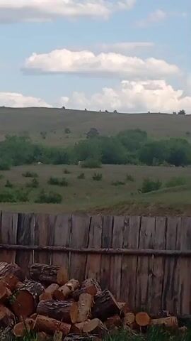 The video shows a pile of chopped wood in the foreground, with a wooden fence behind it. Beyond the fence, a grassy hill is visible, dotted with trees and bushes. Several small, light-colored animals, possibly deer, are grazing on the hill in the distance. The sky above is blue with scattered white clouds. The scene appears to be a rural or natural setting on a clear day.