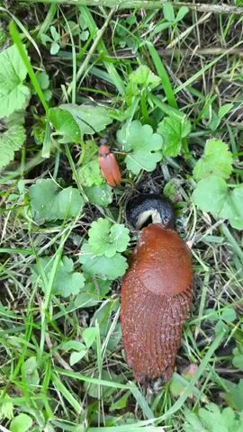 A close-up, top-down shot shows a large, reddish-brown slug in the grass. To its left, and slightly above it, is a smaller black slug. Even further above and to the left of the larger slug, a small, reddish-orange beetle with antennae is visible. The beetle appears to be some distance away from the slugs, and there is no apparent interaction between the three creatures. The environment is grassy with some green leaves scattered throughout. The lighting suggests an outdoor setting, possibly in daylight. The camera is stationary.