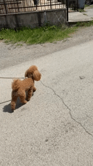 Woman walks brown poodle through Pernik, Bulgaria streets