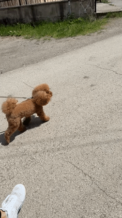 Woman walks brown poodle through Pernik, Bulgaria streets