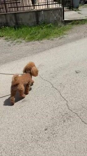 Woman walks brown poodle through Pernik, Bulgaria streets