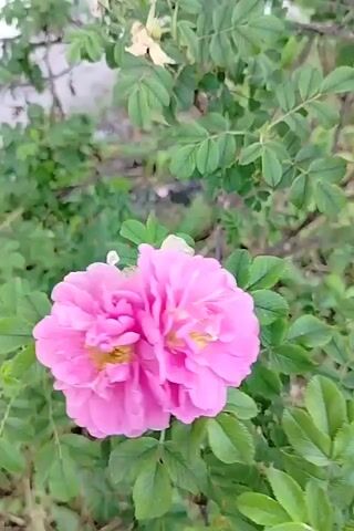 The video shows a close-up of pink flowers blooming on a bush. The flowers are in various stages of bloom, with some fully open and others still buds. The bush has green leaves and branches. In the background, there is a white wall and some grass. The video is shaky and the focus is not always sharp, but the flowers are clearly visible.