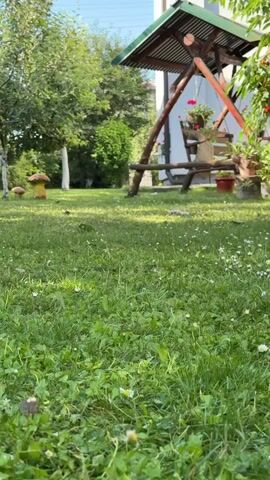 The video begins with a low-angle shot of a grassy yard with a swing set in the background. A dog, a Chinese Crested, with black and white patches and a white mohawk, runs towards the camera. The camera then focuses on the dog's face, its wet nose and dark eyes close to the lens. The video then pans to the side, showing the dog's neck and body, with its patchy skin and sparse fur. Finally, the video shows the dog from behind, its long white tail held high. The dog is in a garden with trees and flowers.