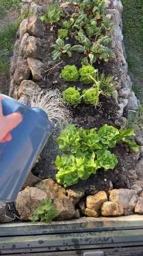 Corgi and garden herbs on a summer evening in Roth
