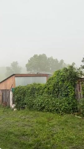 The video shows a rural scene during a rainstorm. A small wooden shed with a corrugated metal roof is visible. Dense green foliage covers the right side of the shed. In the foreground, green grass grows. The background is obscured by mist and rain, with trees visible in the distance. Some laundry is hanging on a line attached to the shed. A wooden fence is partially visible on the left. The overall atmosphere is muted due to the weather.
