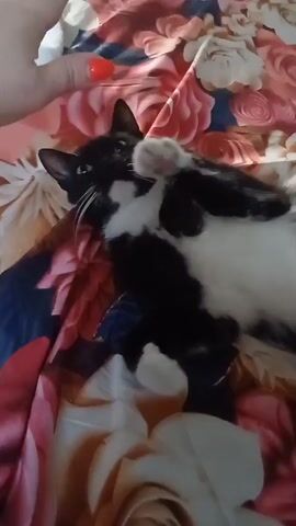 A black and white cat is being petted by a person's hand. The cat is lying on a bed with a floral-patterned comforter. A small red object, possibly a cherry or a decorative bead, is balanced on the cat's head. The person's hand is shown in several frames, petting the cat's head and back. The cat appears relaxed and content, with its eyes closed in some shots. The setting is indoors, likely a bedroom, and the time of day is not specified. The mood is calm and affectionate. There is no visible text in the media.