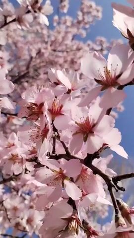 The video shows a close-up of a tree in full bloom, with pink flowers against a clear blue sky. The camera focuses on the details of the blossoms, then pans out to show more of the tree, revealing its branches covered in flowers. The bright sunlight illuminates the scene, enhancing the colors of the flowers and the sky.