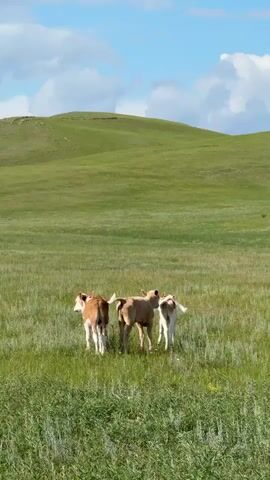 This video shows three calves standing in a vast, grassy field. The calves are of varying colors, with two being brown and white and one a light tan. They are grouped together in the center of the frame, appearing to be grazing or interacting with each other.

The setting is a rolling, green landscape with gently sloping hills in the background. The sky above is blue with scattered white, fluffy clouds, suggesting pleasant weather. The foreground is filled with tall, green grass. The overall impression is one of peacefulness and a natural, rural environment.

The time of day appears to be daytime, given the brightness and the clear sky. The location is identified as Сафронов, Russia. There are no people or man-made objects visible in the frame. The activity is primarily the calves standing and possibly grazing, conveying a sense of calm pastoral life.