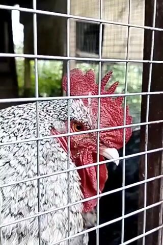 This is a close-up, shaky video taken through a wire fence of chickens in an enclosure. The fence is made of silver metal wire mesh. In the foreground, a chicken with black and white speckled feathers is visible, facing towards the right of the frame. Its head is partially obscured by the fence. Further back, a black chicken is visible, facing towards the left. The background shows greenery and a wooden structure, suggesting an outdoor environment. The video is brief and consists of a few seconds of footage.