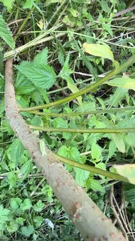 A narrow, close-up shot of a fallen branch with a light green caterpillar slowly crawling on it. The branch is rough and brown with small red dots, and it lies horizontally across a bed of lush green plants. Behind the branch, a dense growth of various green leaves and thin stalks fills the frame. The camera remains still, focused on the caterpillar's movement.