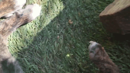 Puppies napping and playing in a Gran Canaria backyard