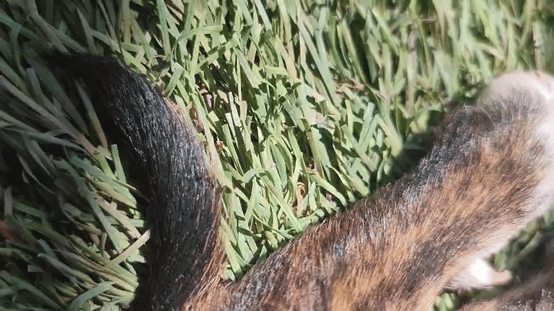 Puppies napping and playing in a Gran Canaria backyard