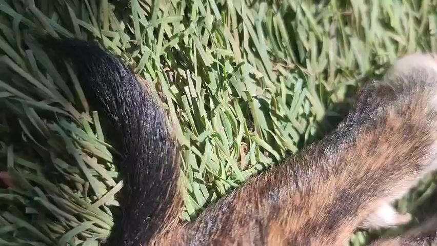The video shows a close-up view of two dogs on a grassy area. The first dog's paws are visible, with brindle markings. The second dog, a brown dog, is lying down with its head resting on a wooden block. Its ears are visible, and it appears to be looking up. The video then shifts to show a closer view of the brown dog's face and then pans out to show the two dogs interacting with the wooden block. The video is filmed in an outdoor setting, with sunlight casting shadows on the grass.