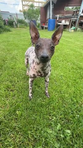 The video shows a young dog with distinctive black and white spots, likely a Dalmatian mix, playing in a grassy yard. The dog is seen running, jumping, and looking at the camera. In some shots, another dog's head, appearing to be a darker breed, is visible in the foreground, close to the camera. The background features a wooden house with a blue barrel and other assorted items. The lighting suggests it is daytime, possibly overcast.