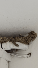 Baby birds in a mud nest, Olbia, Italy