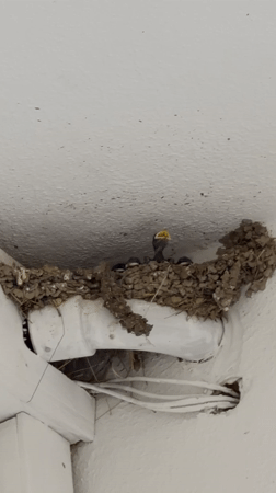 Baby birds in a mud nest, Olbia, Italy