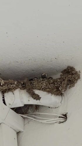 Baby birds in a mud nest, Olbia, Italy