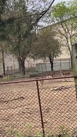 The video shows a group of deer inside a fenced enclosure, likely a zoo or park. The deer are standing in a dirt and grass area with scattered leaves. Trees are visible within the enclosure and outside it. The camera is behind a rusty chain-link fence, and there's some green vegetation in front of the fence. The camera moves slightly, panning across the scene.