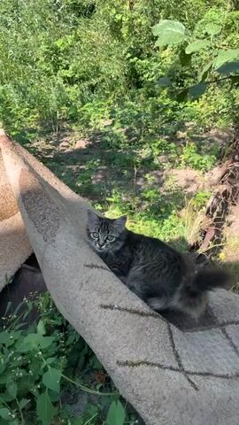 A tabby kitten lies on a curled up rug outdoors. The kitten is looking to its right, with its front paws extended. The background consists of greenery, suggesting a garden or wooded area. The lighting indicates daytime.