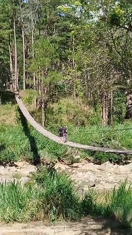 A medium shot shows two individuals crossing a wooden suspension bridge over a shallow, rocky riverbed with a small amount of flowing water. The individual on the left, wearing a dark shirt and pants, is jogging from left to right. The individual on the right, also in dark attire, is walking in the same direction, further along the bridge. On the far left, a third individual is visible further down the bridge. The bridge is constructed of wooden planks and rope/wire railings. The banks of the river are covered in tall green grass and lush trees form a dense forest in the background, with the sunlight illuminating the scene from above.