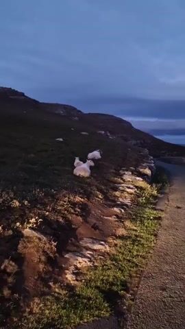 The video pans across a grassy, rocky hillside at dusk. Several white sheep are lying down on the grass near the top of the slope. A paved road is visible on the right side of the frame, with headlights illuminating the road and the grassy verge. The sky is a deep blue with some dark clouds. In the distance, the sea and a coastline are visible.