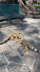 Two iguanas hanging out on stone pavement in Guayaquil