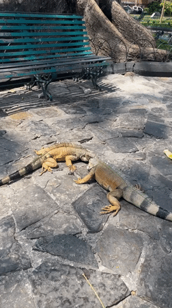 Two iguanas hanging out on stone pavement in Guayaquil