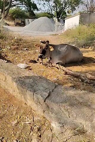The video shows a grey cow with a black muzzle lying down on the ground. The cow has yellow ear tags and a black rope attached to its nose. The ground is covered with dry grass and straw. In the background, there is a pile of gravel, a building, and trees. The camera moves closer to the cow's face.