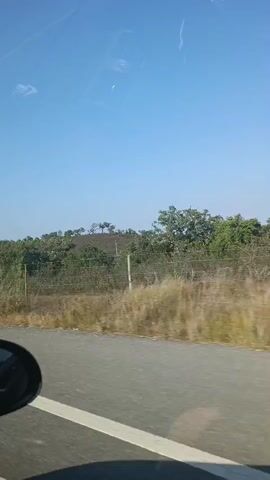 THE VIDEO IS TAKEN FROM INSIDE A VEHICLE DRIVING DOWN A ROAD ON A SUNNY DAY. THE VIEW IS PRIMARILY OF THE SCENERY OUTSIDE THE PASSENGER SIDE WINDOW. ON THE LEFT SIDE OF THE ROAD, THERE IS A SPEED LIMIT SIGN INDICATING 60 AND AN ARROW POINTING TO THE RIGHT. BEYOND THE ROAD, THERE IS A FENCE AND THEN VARIOUS TYPES OF VEGETATION, INCLUDING GRASS, SHRUBS, AND TREES. THE SKY IS CLEAR AND BLUE. THE VEHICLE APPEARS TO BE MOVING AT A MODERATE SPEED.