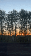 Sunset treeline captured from moving vehicle in rural Russia