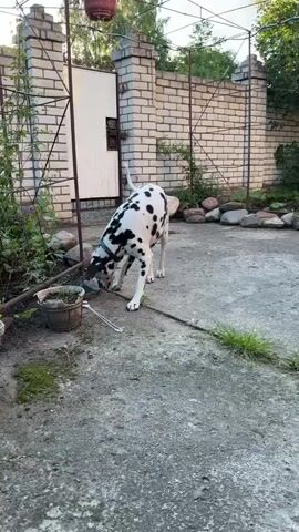 A black and white spotted dog, a Dalmatian, sniffs the ground in a paved yard. The dog is wearing a blue collar with red and black stripes. Behind the dog is a white brick wall and a white gate. The yard is surrounded by a metal fence. There are plants growing along the fence and a pot of flowers hanging from it. The ground is made of concrete with some cracks and moss. There are some rocks and a bucket in the yard as well. The video is shot from a low angle, looking down at the dog. The lighting is natural, suggesting it is daytime.