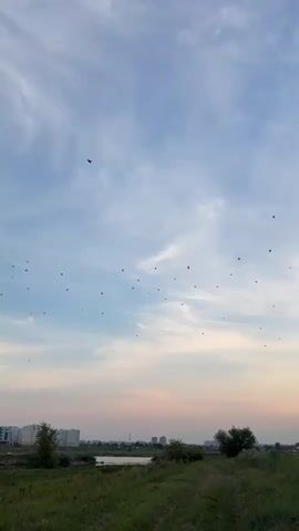 The video displays a rural landscape at dusk. A vast sky dominates the frame, transitioning from a light blue at the top to pastel pinks and oranges near the horizon. Wispy clouds are scattered across the sky. A large flock of small birds is visible flying in various formations against the sky. Below the sky, a strip of grassland stretches across the lower portion of the image, with a dirt path winding through it. In the distance, a body of water is visible, bordered by trees and some buildings or structures, suggesting a settlement. The overall atmosphere is serene and natural.
