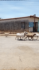 Dog herds sheep through residential street on sunny day