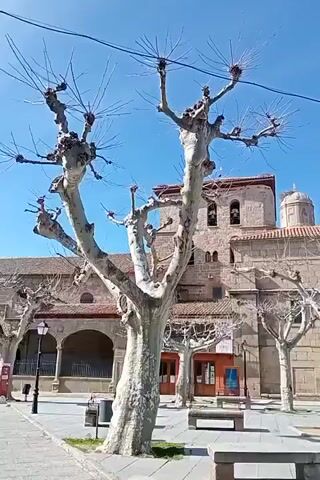 The video shows a plaza in front of a stone building, possibly a church. The building has a red-tiled roof and a bell tower. In the foreground are several bare trees, their branches pruned in a distinctive way. There are stone benches and a trash can in the plaza. The sky is blue and clear. The camera is static, providing a clear, steady view of the scene.
