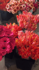 Flower market bustling in Yerevan as crowds gather near monument