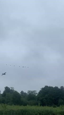 A flock of birds flies in formation across a cloudy sky above a line of trees and green foliage. The birds are small and dark silhouettes against the pale sky. The trees are densely packed and appear lush and green. The foliage at the bottom of the frame is also green and appears to be grass or reeds. The overall mood is serene and natural.