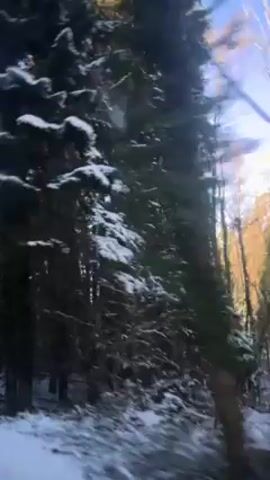 The camera is inside a vehicle traveling past a forest covered in snow. The trees are tall and dense, blocking much of the sunlight. The sky is visible in some areas. The vehicle appears to be moving quickly, as the scenery is blurring.