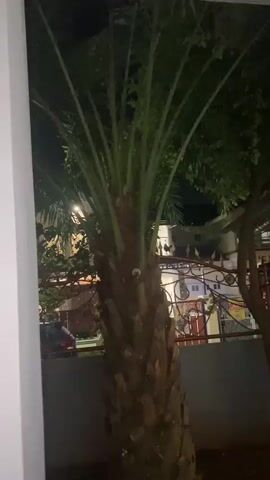A nighttime video shows a palm tree in the foreground, with a house and fence in the background. The video pans to the right, showing more of the yard and plants.