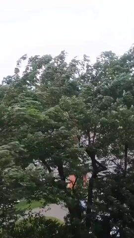 The video shows a dense canopy of green trees being buffeted by strong winds. The branches and leaves are in constant motion, bending and swaying. In the background, glimpses of buildings are visible through the foliage, suggesting an urban or suburban setting. The sky appears overcast, consistent with windy or stormy weather. The perspective is from below, looking up into the trees.