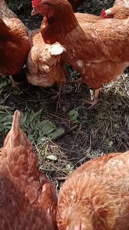 Dacha morning in Vereya: garden, chickens, and a full breakfast spread