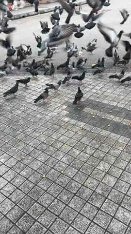 A flock of pigeons is gathered on a tiled sidewalk near a street, pecking at food scattered on the ground. Some pigeons are in flight, their wings outstretched, while others walk and peck. The environment appears to be an urban setting, with buildings and a road visible in the background. The lighting suggests it is daytime. There is no visible human interaction with the pigeons in this clip.