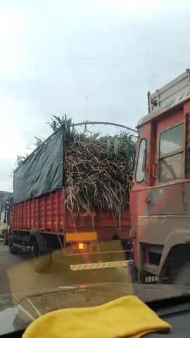 A close-up, slightly shaky video shows the back of a flatbed truck loaded with sugarcane stalks. The sugarcane is covered with a black tarp, but much of it is spilling out and visible. The truck's taillights are illuminated. The truck is in traffic, with another truck visible to the right. The sky is overcast.