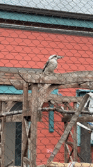 Zoo visitors capture wildlife exhibits in Powell
