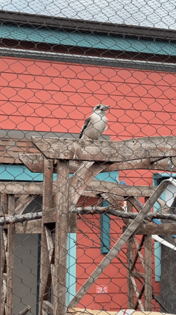 Zoo visitors capture wildlife exhibits in Powell