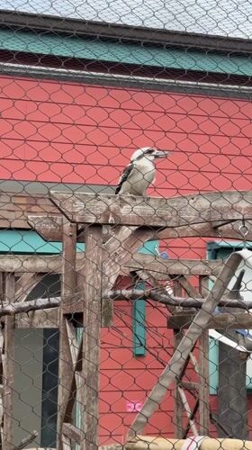 Zoo visitors capture wildlife exhibits in Powell